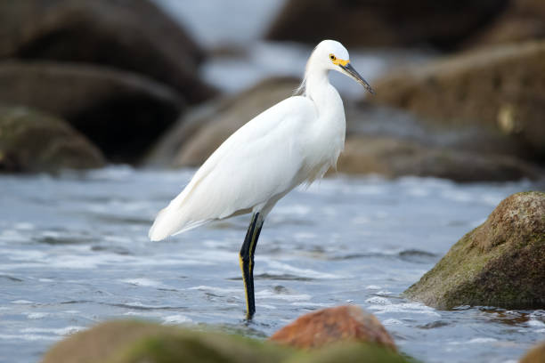 istock White snowy egret is standing in water among mossy rocks. 1888172963