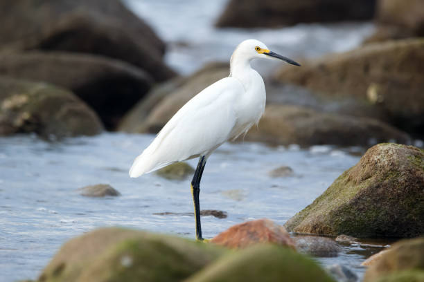 istock White snowy egret is standing in water among mossy rocks. 1888172975
