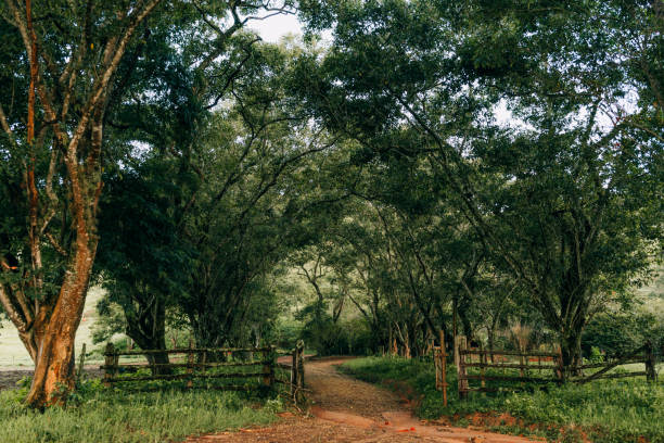 Tree-lined path at the entrance to the farm