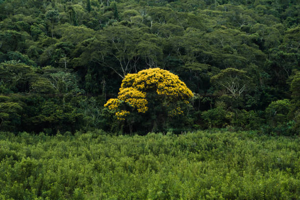 Yellow ipe in the farm forest