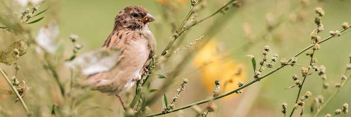 sparrows sit on a branch one of them screams , bird watching, wildlife