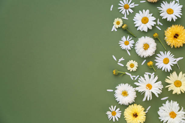 Flower border stock photo