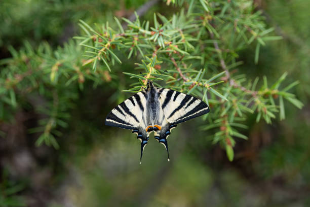 Scarce swallowtail butterfly on a tree branch. On-wing view. Iphiclides podalirius