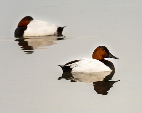 A canvasback duck swimming in the slough at Baylands Nature Preserve in Palo Alto, California.