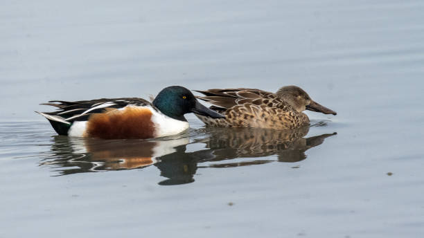istock Northern Shovelers 1888195111