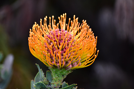 Bright orange pincushion plant flower at Kirstenbosch Botanical Gardens, Cape Town, South Africa