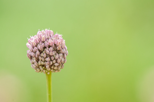 Round-headed garlic, green background.