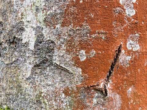 Close shot of a tree trunk with red bark.