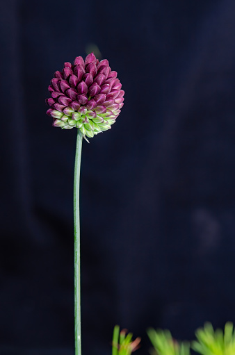 Round-headed garlic, black background.