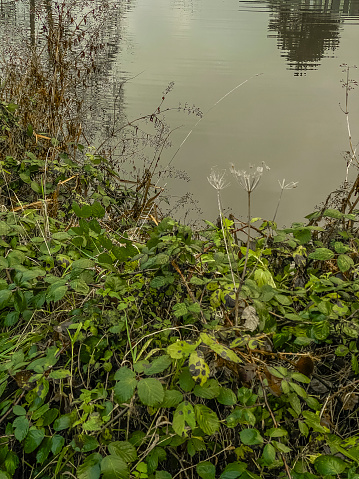 Plants growing on the shore of a pond in the spring.