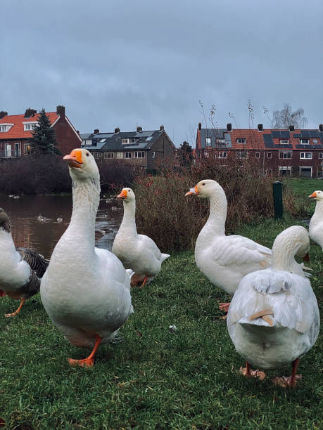 Geese in the village in Netherlands, Europe Geese in the village in Netherlands, Europe aufzucht stock pictures, royalty-free photos & images