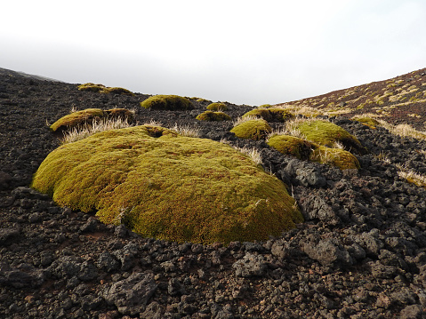 Pioneering Azoreall selago cushion plants surviving on rocky, alpine scree terrain. Sub-Antarctic Marion Island, South Africa, Prince Edward Islands