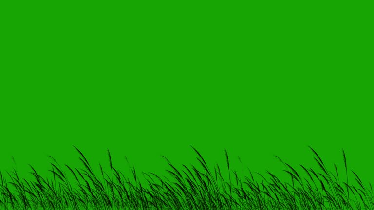 Long Grass Silhouette Blowing in the Wind Greenscreen 4K Loop