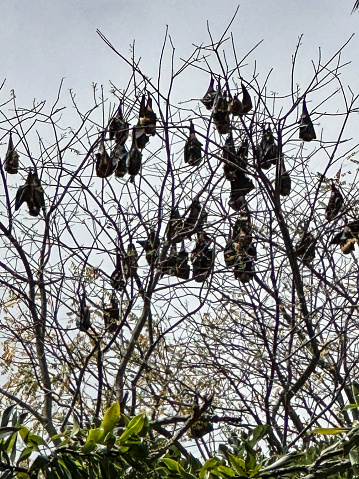 Giant bats resting on tree