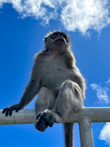 Macaque monkey portrait against blue sky