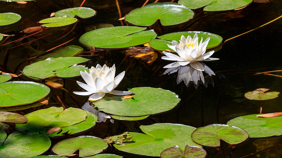Pond with frog and two white lotus flowers