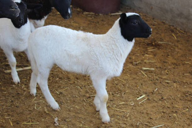istock Baby little sheep 1888283063