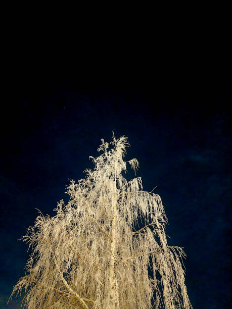 Birch tree at winter stock photo