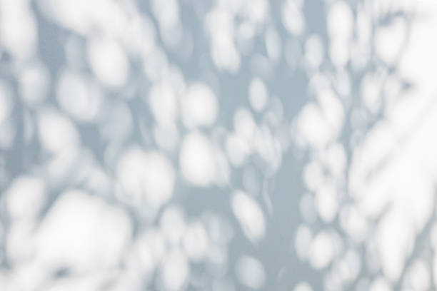 istock Abstract natural tree leaves shadow on white wall background 1888325834