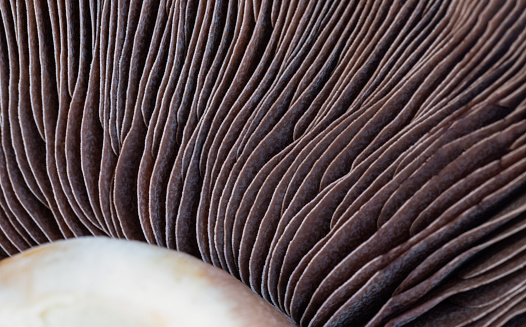 Close-up of Mushrooms Portobello top sides spores. Fresh Healthy Raw Portobello Mushrooms, Flat Mushrooms, Space for text, Selective focus.