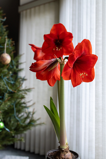 This image shows a close-up abstract view of a red amaryllis plant flower in bloom with defocused white vertical blinds background.