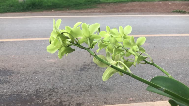 Roadside orchids close.