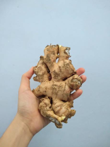 istock Ginger is a plant whose rhizome is often used as a spice and raw material for traditional medicine. The rhizome is finger-shaped and bulges in the middle segments. 1888404816