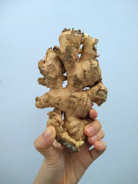 istock Ginger is a plant whose rhizome is often used as a spice and raw material for traditional medicine. The rhizome is finger-shaped and bulges in the middle segments. 1888405008