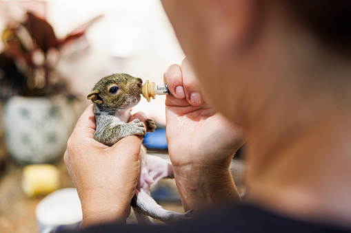 Unrecognizable mature woman hands giving milk formula to a sick squirrel in the kitchen