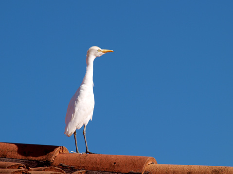 White egret on a roof of red tiles in a wonderful day. Copy space to the right.