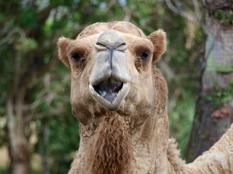 Camel close-up with an expression like laughing.