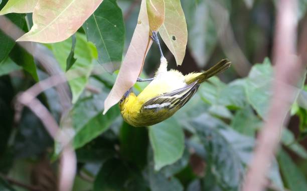 A species found in scrub and forest, it is easily detected from its loud whistles and the bright colours. During the breeding season, males display by fluffing up their feathers and spiral in the air appearing like a green, black, yellow, and white ball. el iora común (aegithina tiphia) es una pequeña ave paseriforme que se encuentra en todo el subcontinente indio tropical y el sudeste asiático, con poblaciones que muestran variaciones en el plumaje, algunas de las cuales se an como subespecies.