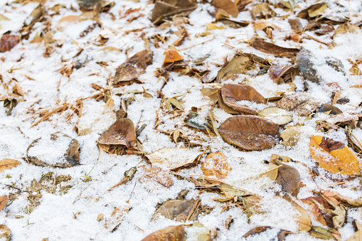 There was a lot of snow in the park. Snow piled up on the leaves that had fallen on the ground.