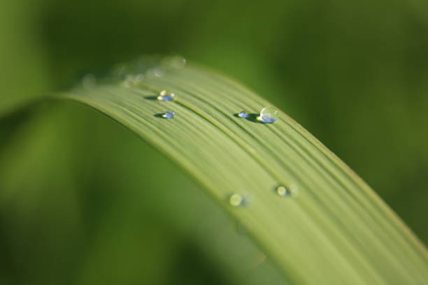 дождливый клинок - long leaf grass blade of grass стоковые фото и изображения