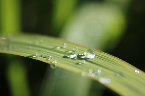 абстрактный дождливый клинок - long leaf grass blade of grass стоковые фото и изображения