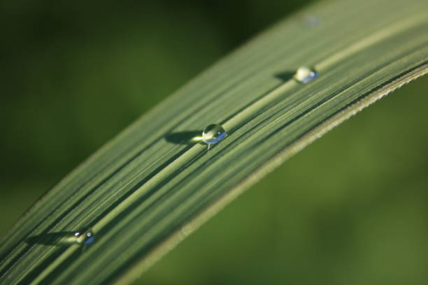 дождливый клинок - long leaf grass blade of grass стоковые фото и изображения