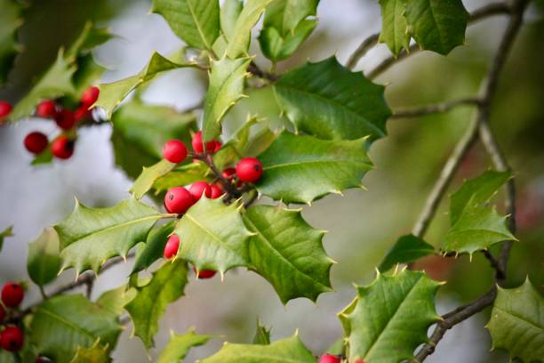 istock Close up of a Holly Tree branch with beautiful berries 1888487518