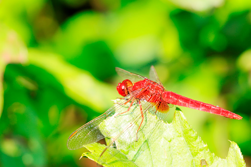 Dragonfly Crocothemis erythraea perched on twig above ground in Albufera de Gainaes, Spain