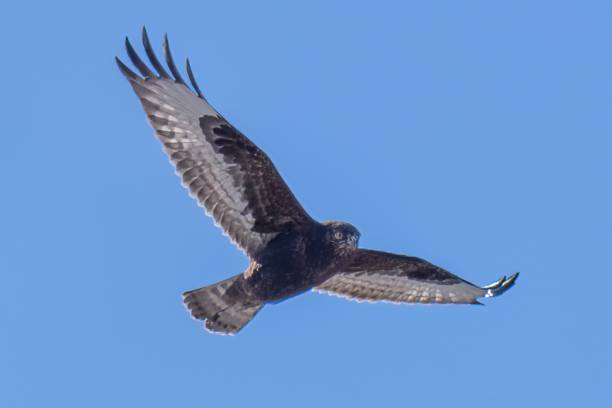 istock A rough-legged hawk soars in a crystal blue winter sky 1888499282