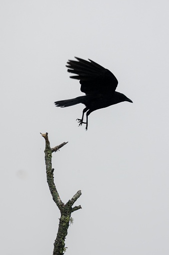 A black crow outdoors