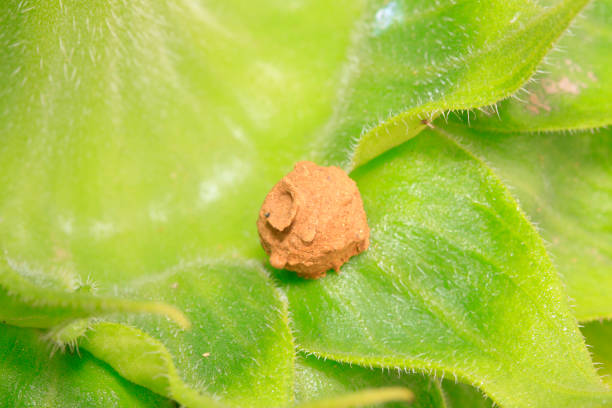 insect nest - 7585 imagens e fotografias de stock