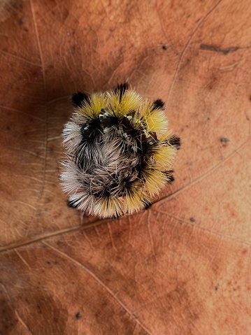 Extreme close up of a curled up hairy black, yellow, and white caterpillar, a Spotted Brown Tussock Moth on a brown leaf with leaf patterns. Taken in Northern Wisconsin.