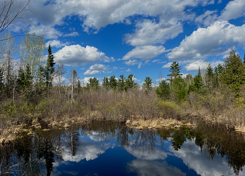 Small pond in Northern Wisconsin with beautiful views of pine forests, blue skies, and reflections on a perfect day outdoors.