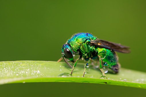 Chrysis shanghaiensis on green leaves in the wild