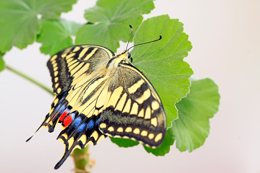 Papilio machaon on green plant in the wild
