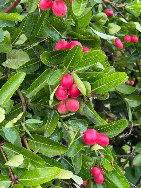 istock red Karonda berries of a tree on a branch of a tree 1888537259