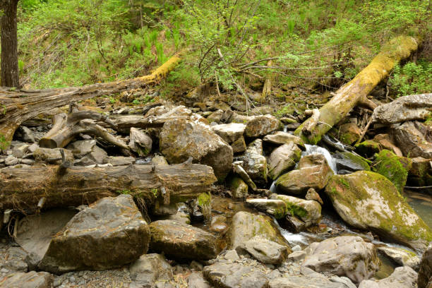 pedregulhos de pedra e árvores caídas cobertas de musgo bloqueiam o leito de um pequeno rio montanhoso que flui através de uma floresta de verão. - photography branch tree day - fotografias e filmes do acervo