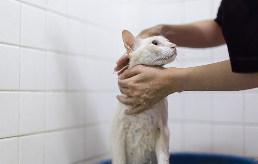 Female hands soap the shampoo home cat