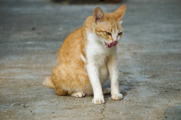 istock A cute and adorable domestic cat from Indonesia 1888587497