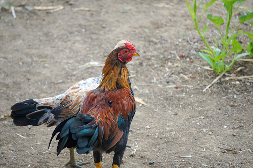 Head shot of a swedish flower hen rooster.